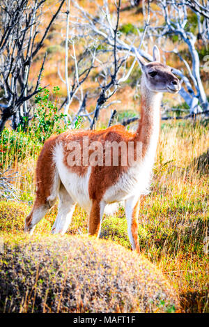 Guanako. Torres del Paine, Chile - wilde Guanako, ein Camelid native nach Patagonien in Südamerika. Stockfoto
