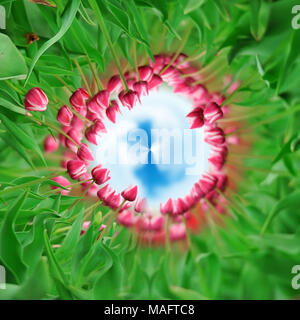 360 Grad Ansicht von Close-up schöne rosa im Frühling Tulpen Feld Stockfoto