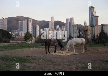 Skyline mit Wolkenkratzern in Benidorm. Stockfoto