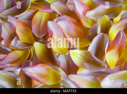 Nahaufnahme des Niederländischen tulip Blütenblätter, bunten Frühling Hintergrund Stockfoto