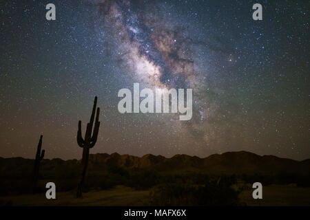 Milchstraßengalaxie am Nachthimmel über einem Saguaro-Kaktus in der Sonoran-Wüste in der Nähe von Phoenix, Arizona Stockfoto