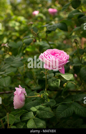 Buchsen der Blüte pink Tee rosa odorata in einen sonnigen Garten. Selektive konzentrieren. Stockfoto