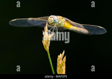 Beispiel für Sympetrum sanguineum Libelle auf Blume mit schwarzem Hintergrund Stockfoto