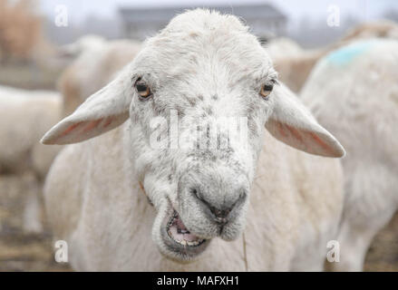 Nahaufnahme von einem Schaf unbeholfen Kauen auf einer Weide auf einer Farm in New Hampshire. Stockfoto