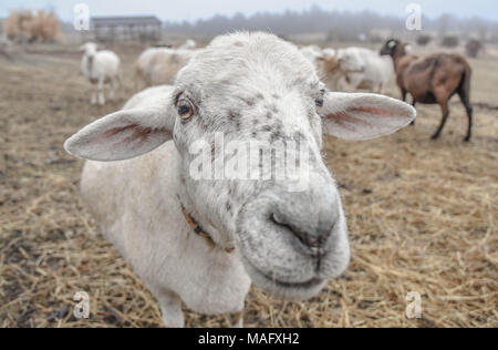 Nahaufnahme eines neugierigen Schaf mit großen Ohren in einem offenen Weide auf ein neues England Farm. Stockfoto