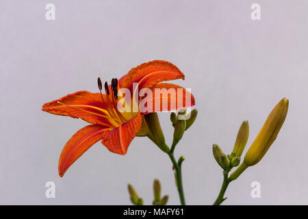 Orange Tag Lily - Hemerocallis fulva - vor grauem Hintergrund Stockfoto