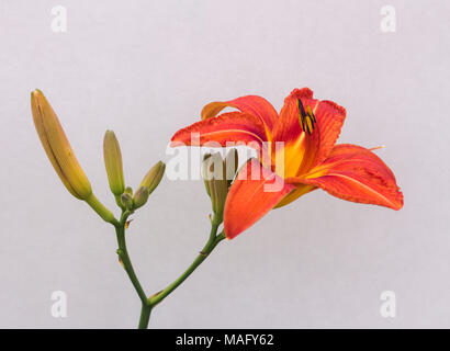 Orange Tag Lily - Hemerocallis fulva - vor grauem Hintergrund Stockfoto