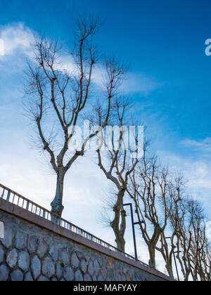 Reihe der Bäume ohne Blätter im Winter an einem sonnigen Tag Stockfoto