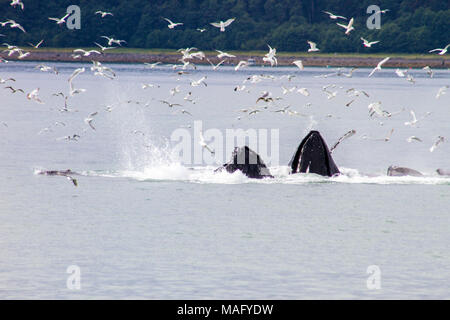 Buckelwale Bubble Netz Stockfoto