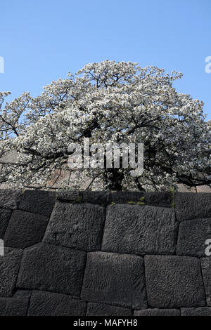 Kirschbaum in voller Blüte auf donjon base Wand des Imperial Palace, Tokio, Japan Stockfoto