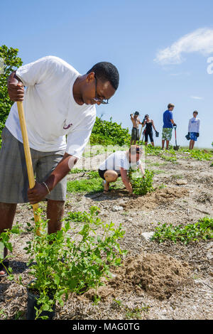 Miami Beach Florida, Beach View Park, Surfrider Foundation, Küstendünenrestaurierung, Pflanzung, Freiwillige Freiwillige Freiwillige arbeiten Arbeiter, teamw Stockfoto