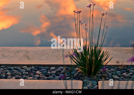 Reflexion und Natur Stockfoto