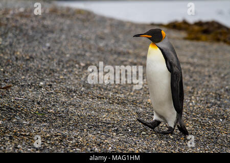 Königspinguin, Aptenodytes patagonicus, Wandern auf felsigen Kiesstrand in Isla Martillo, Ushuaia, Patagonien. Argentinien Stockfoto