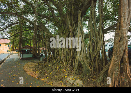 Die alten Muster von Ficus macrophylla riesigen Baum in Asien, Sri Lanka Stockfoto