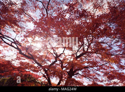 Sonnenlicht durch rote Blätter eines schönen japanischen Ahorn, Acer palmatum, im Herbst Landschaft in Kyoto, Japan Stockfoto