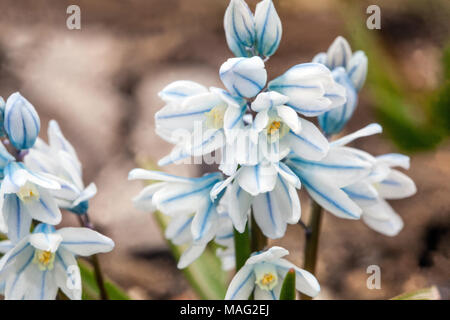 Puschkinia scilloides libanotica Gestreifte Squill Russische Schneeglöckchen Frühlingsgarten Pflanze Rockery Zwiebelpflanze blühende alpine Nahaufnahme Blume Closeup Stockfoto