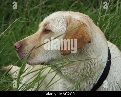 Schöne gerettet Golden Labrador buster Spaziergänge genießen. Stockfoto