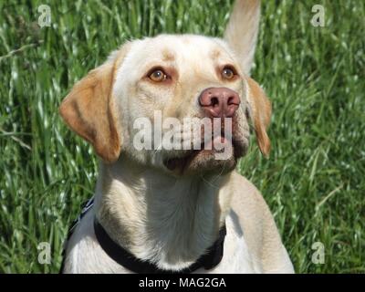 Schöne gerettet Golden Labrador buster Spaziergänge genießen. Stockfoto