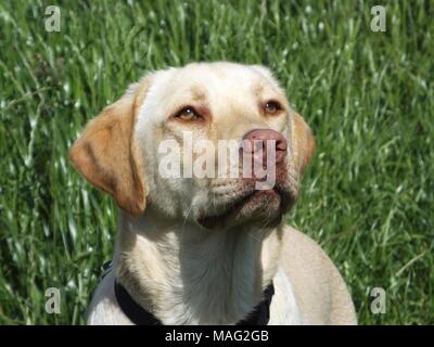 Schöne gerettet Golden Labrador buster Spaziergänge genießen. Stockfoto