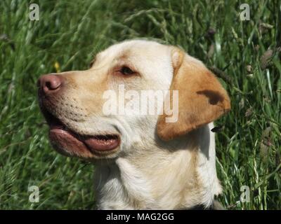 Schöne gerettet Golden Labrador buster Spaziergänge genießen. Stockfoto