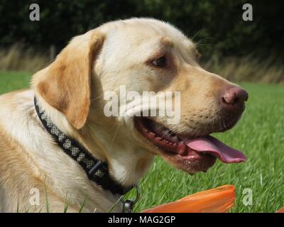 Schöne gerettet Golden Labrador buster Spaziergänge genießen. Stockfoto