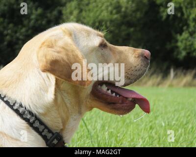 Schöne gerettet Golden Labrador buster Spaziergänge genießen. Stockfoto