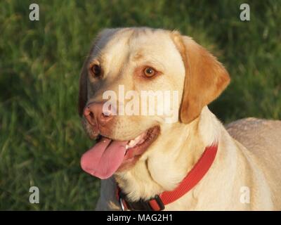 Schöne gerettet Golden Labrador buster Spaziergänge genießen. Stockfoto