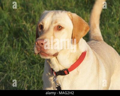 Schöne gerettet Golden Labrador buster Spaziergänge genießen. Stockfoto