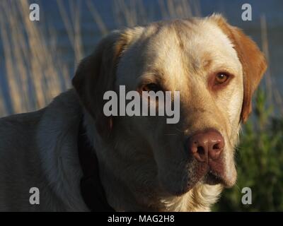 Golden Labrador genießen die Abendsonne Stockfoto
