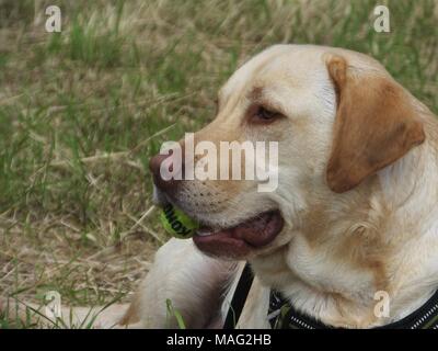 Schöne gerettet Golden Labrador buster Spaziergänge genießen. Stockfoto