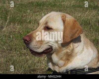 Schöne gerettet Golden Labrador buster Spaziergänge genießen. Stockfoto