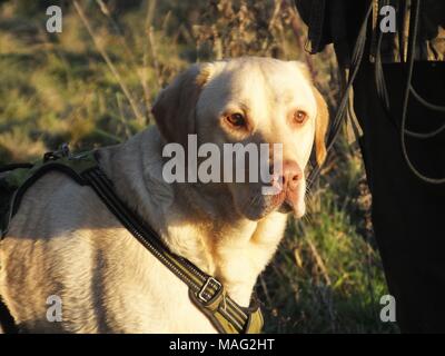 Schöne gerettet Golden Labrador buster Spaziergänge genießen. Stockfoto