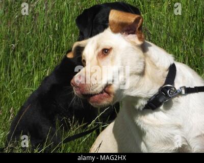 Schöne gerettet Golden Labrador Buster photobombing Stockfoto