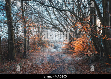 Winter Pfad in der Schottischen Wald, auf die Bäume einem Ausgetrockneten helles Laub, Glasgow, Vereinigtes Königreich Stockfoto