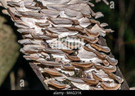 Polypore Pilz auf einem Baumstamm, Trametes versicolor, Katalonien, Spanien Stockfoto