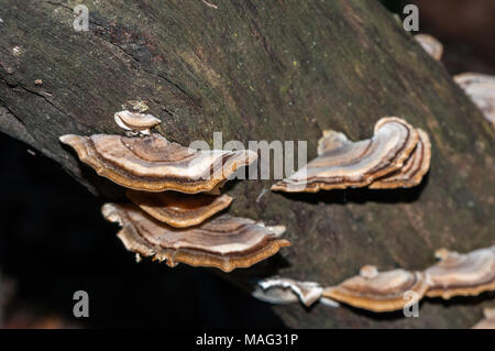 Polypore Pilz auf einem Baumstamm, Trametes versicolor, Katalonien, Spanien Stockfoto