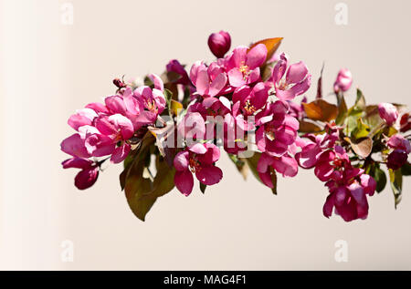 Apfelbaum blüht mit rosa Blumen Stockfoto