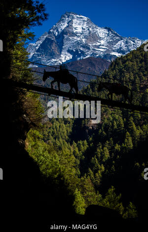 Mule Wohnwagen Kreuz ein Fluss auf dem Weg zum Everest Base Camp trekking Route mit einer schneebedeckten Berge im Hintergrund, Himalaya, Nepal. Stockfoto