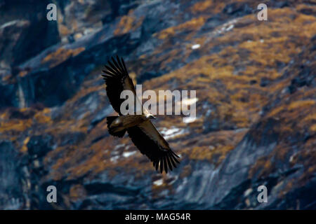 Ein goldener Adler mit Flügeln vollständig Ausbreiten jagt Beute im Himalaya, Nepal Stockfoto