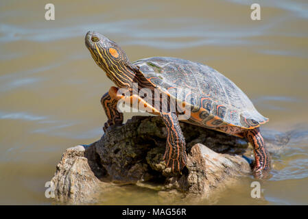 Wärmezone Big Bend Regler (ist Gaigeae Gaigeae), Bosque del Apache National Wildlife Refuge, New Mexico, USA. Stockfoto