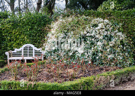 Immergrüne Kletterpflanze Clematis armandii kriecht über einen Rahmen neben dem Lutyens style Bank im Rosengarten am Mount Edgcumbe, Cornwall, Großbritannien Stockfoto