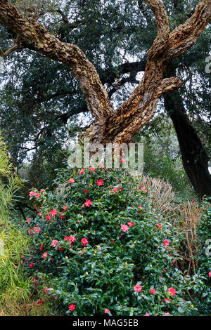 Alte Cork oak tree, Quercus suber, erhebt sich über einem Camellia underplanting im Englischen Garten am Mount Edgcumbe, Cornwall, Großbritannien Stockfoto