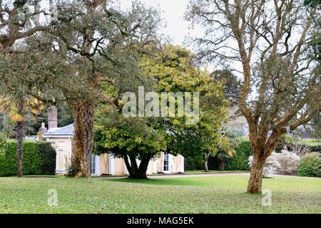 Alten Korkeichen, Quercus suber, Frame die Aussicht auf den Garten Haus im Englischen Garten am Mount Edgcumbe, Cornwall, Großbritannien Stockfoto