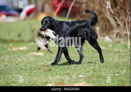 Schwarz-Coated Retriever gundog eine Ente, Nanimo, British Columbia, Kanada Stockfoto