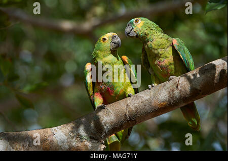 Paar blaue Fassade Amazon Papageien (Amazona aestiva), das in einem Baum gehockt, das Pantanal, Mato Grosso, Brasilien Stockfoto