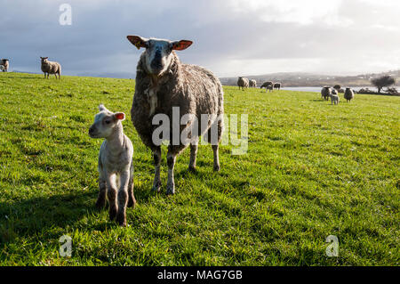 Schaf Schaf und Lamm in Donegal Feld Stockfoto