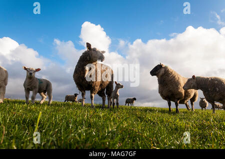 Ewe Schafe und Lämmer in Donegal Feld Stockfoto