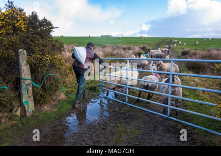 Ein Bauer bringt einen Sack Futter zu seiner Mutterschafe Schafe und Lämmer in Donegal Feld Stockfoto