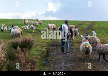 Ein Bauer bringt einen Sack Futter zu seiner Mutterschafe Schafe und Lämmer in Donegal Feld Stockfoto