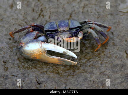 Bunte West Atlantic Fiddler Crab" (Uca Tangeri), Stockfoto